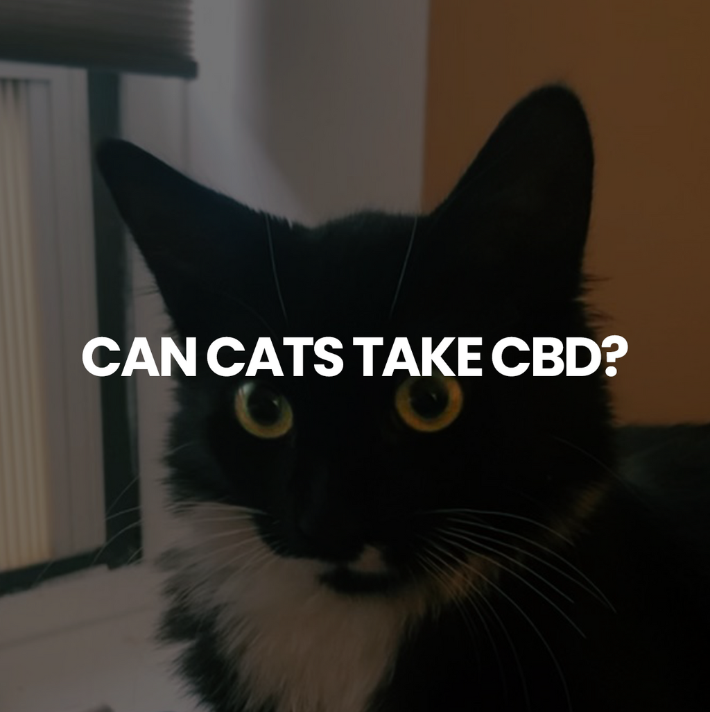 Can Cats Take Cbd