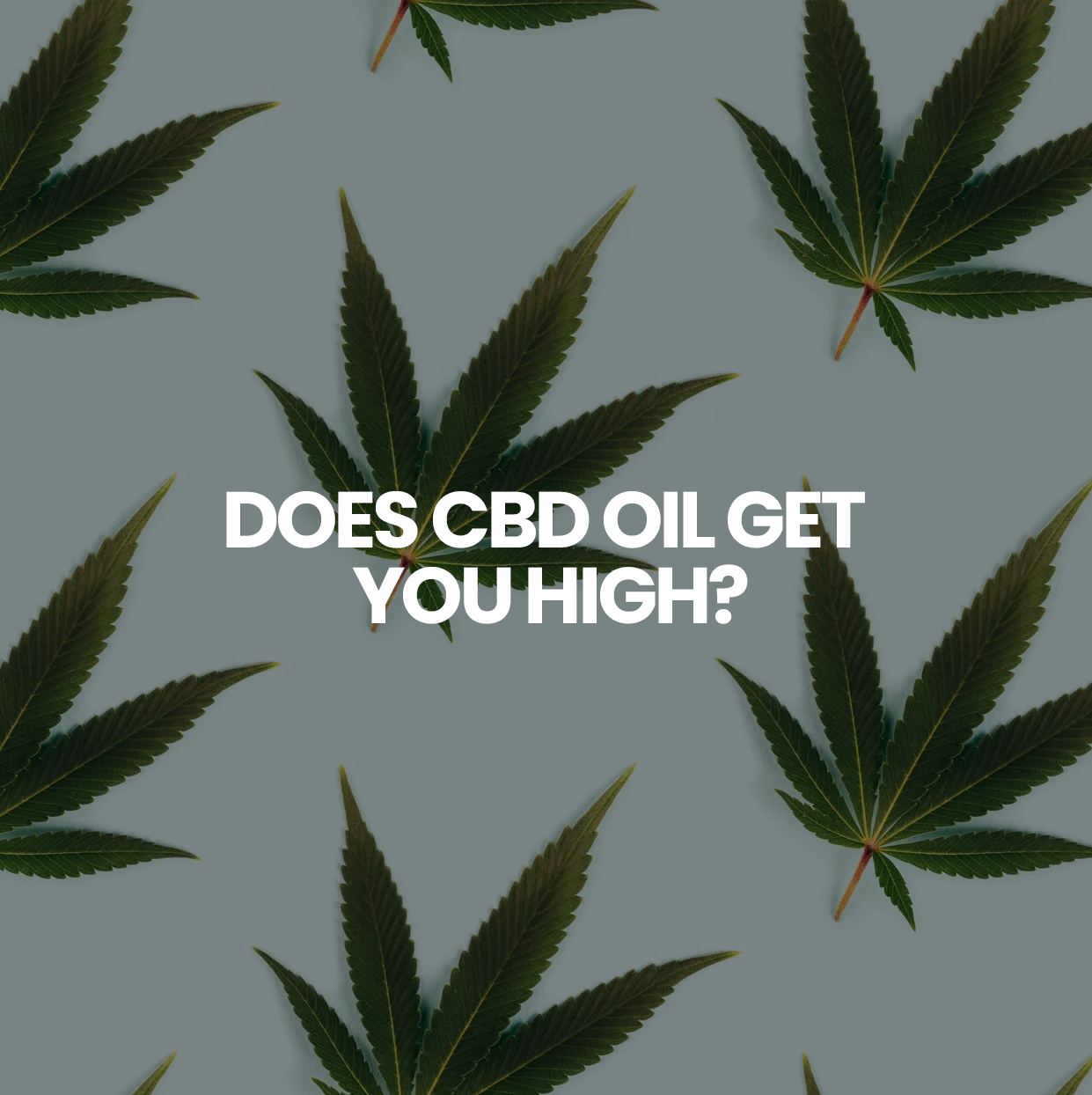 Does CBD Oil Get You High? | Can You Get High With CBD?, Does CBD Oil ...